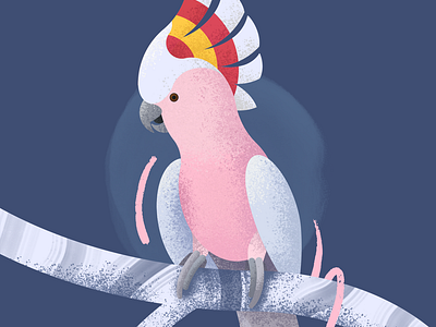 Major Mitchell's Cockatoo Illustration