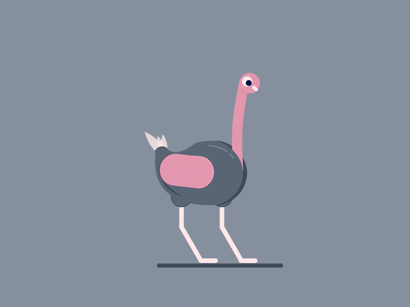 Ostrich 2d animation ae after effects animation animation 2d animation after effects animation design bird character character animation cycle design frame by frame illustration motion graphic ostrich vector walk walk cycle