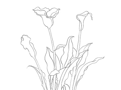 Floral 3 contour floral flowers graphite illustration line pencil