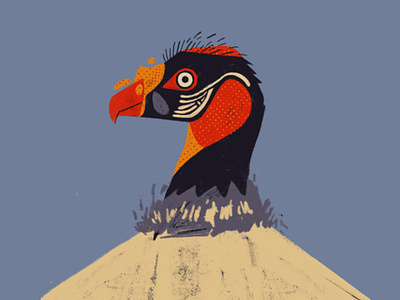 King Vulture animal illustration animalart bird costarica design digital digitalart graphicdesign illustraion kingvulture vulture wildlife