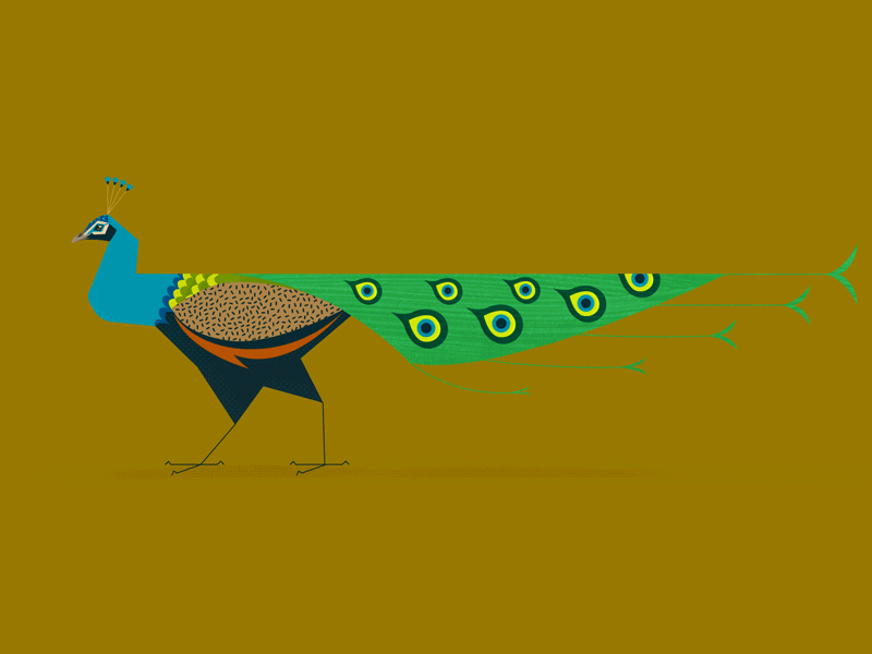 Peacock Strut 2danimation animal illustration animalart animated gif animation bird bird illustration birds design digital digitalart feathers flockcycle graphicdesign motion peacock peafowl strut