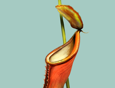 Nepenthes art artist carnivorous design digital art nepenthes painting photoshop plant