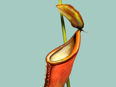 Nepenthes