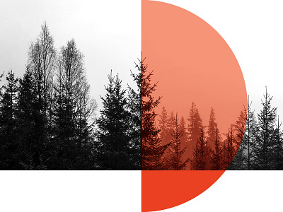 Visual System Study black white circle forest nature red transparency trees