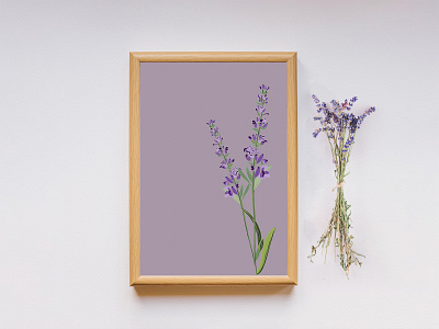 Nature Illustration - Lavender design graphic design hand skills illustration lavender nature illustration