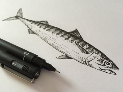 Mackerel pen line ink drawing draw mackerel fish illustration