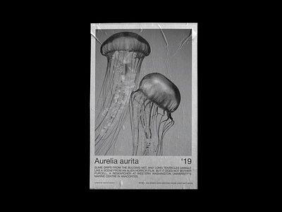 Aurelia Aurita Exhibition Poster design graphic graphic design photography poster typography typography art