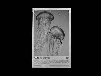 Aurelia Aurita Exhibition Poster