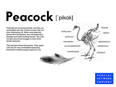 Social Network Zoology - Peacock dataminding digitalart pseudoscientific socialmedia socialnetworkzoology