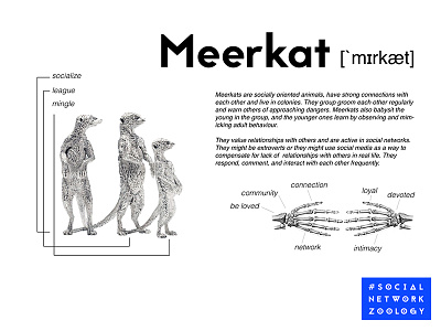 Social Network Zoology - Meerkat dataminding digitalart pseudoscientific socialmedia socialnetworkzoology