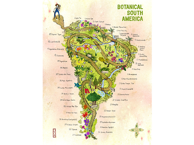 Botanical South America - Illustrated Map illustrated maps advertising editorial infographic map plants adventure poster art direction design illustration