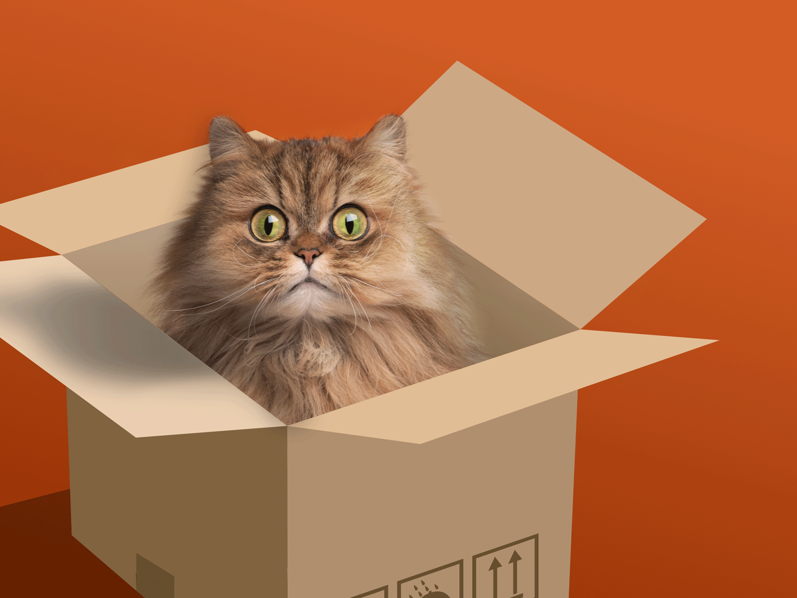 Cat in a box animation animation box cat gif