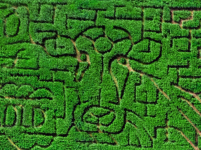 Cow-mazing Corn Maze