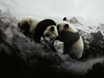 Battle of Giant Panda animal digital imagine manipulation panda photoshop