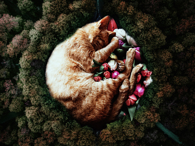 The cat sleeps well animal cat cute flower forest manipulation retouch sleep