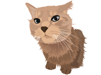 Julia Cat adobe animal cartoon cat dribbble illustration illustrator invitation new pet vector