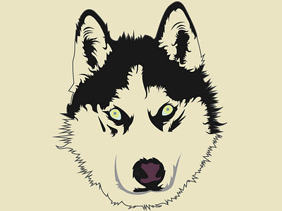 Siberian Husky adobe animal cartoon dribbble illustration illustrator invitation new pet vector