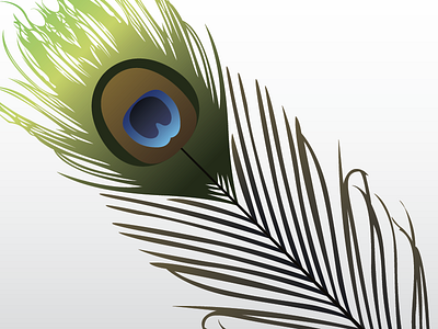 Feather adobe illustrator feather illustration instagram