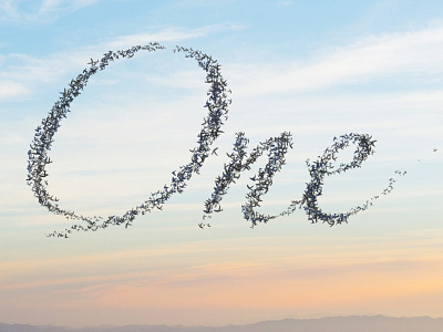 Murmuration of Birds Mock-up