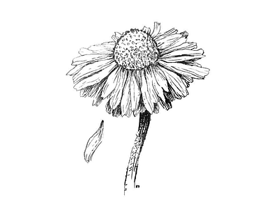 Flower Sketch floral flower illustration sketch