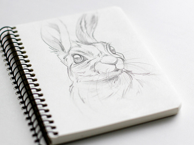 Hare animals artwork character design cute drawing hare illustration pencil sketch sketchbook