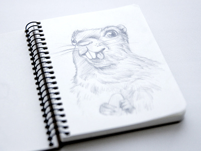 Crazy Marmot animals artwork character design cute drawing illustration marmot pencil sketch sketchbook woodchuck