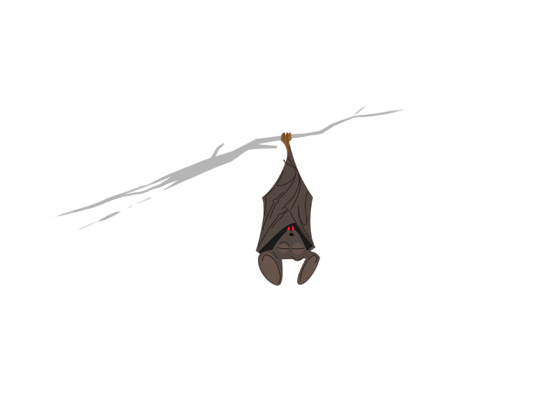 Bat