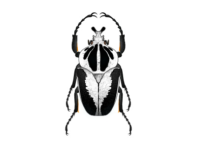 Goliathus bug digitalart goliathbeetle insect