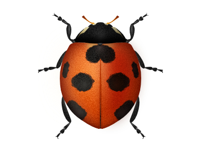 coccinellidae