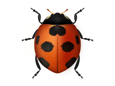 Coccinellidae bug digitalart illustration vector