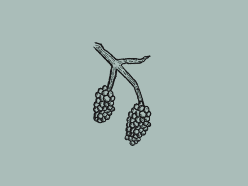 Grape Branch Illustration illustrator graphicdesign lettering handdrawn design illustration