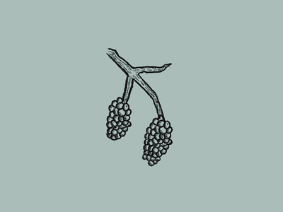 Grape Branch Illustration