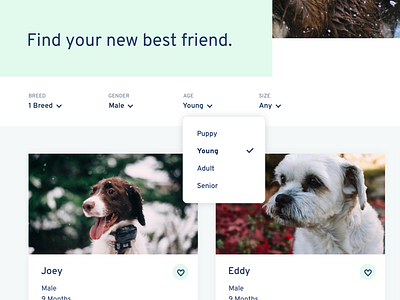 Adopt page adopt cards dogs dropdown filter interaction ui ux website