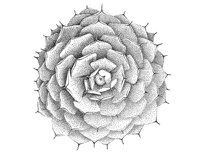Succulent #1 blackandwhite cactus desert dot dotwork drawing flower handdrawn illustration plant pointillism succulent