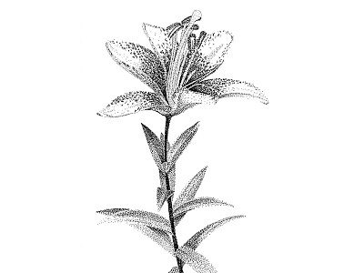 Lily blackwhite dotwork handdrawn illustration lily plant