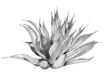 Succulent #2 blackwhite dotwork handdrawn illustration plant succulent