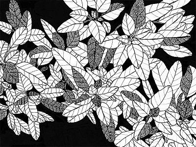 Sage blackandwhite drawing handdrawn illustration plant sage texture