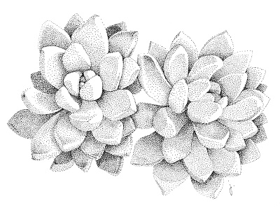 Succulent 3 blackandwhite cactus desert dot dotwork drawing flower handdrawn illustration plant pointillism succulent