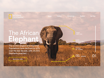 National Geographic - Animal info. adobe xd daily ui landing page photoshop ui ui 100day ui design ui designer web web desgin