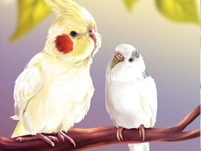 Hino and Yuffie budgie cockatiel hino parakeet parrots yuffie