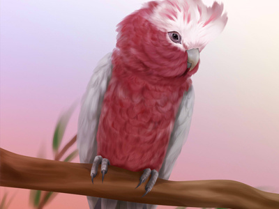 Galah australia cockatoo galah parrot
