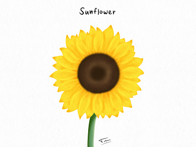 FLWRS - Sunflower design floral flower illustration photoshop plants sunflower