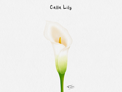 FLWRS - Calla Lily calla lily design flower illustration photoshop plants