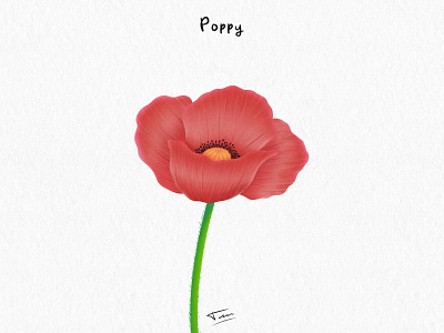 FLWRS - Poppy design flower illustration photoshop plants poppy