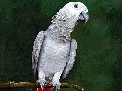 African Parrot Digital Painting pet painting pet portrait painting