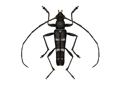 Black Beetle art beetle entomology illustration nature photoshop science science illustration technical drawing technical illustration