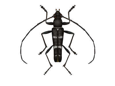 Black Beetle