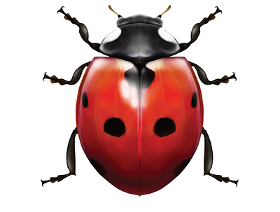 Ladybug art beetle entomology illustration nature photoshop science science illustration technical drawing technical illustration