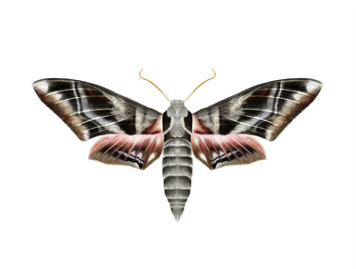 Moth butterfly entomology illustration moth nature painting procreate procreate app science science illustration technical illustration