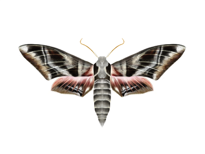 Moth